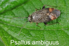 Psallus ambiguus