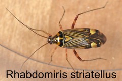 Rhabdomiris striatellus