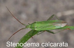 Stenodema calcarata