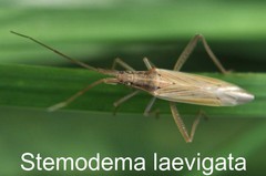 Stemodema laevigata