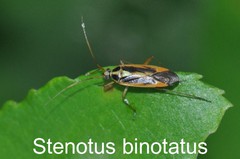 Stenotus binotatus