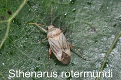 Sthenarus rotermundi