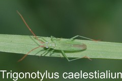 Trigonotylus caelestialium