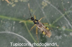Tupiocoris rhododendri