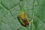 Elasmostethus minor (Männchen)