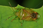 Elasmostethus minor (Weibchen)