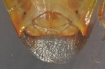Elasmostethus minor (Genitalsegment Weibchen)