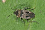 Graptopeltus lynceus