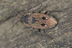 Graptopeltus lynceus