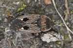 Graptopeltus lynceus