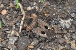 Graptopeltus lynceus