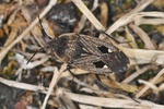 Graptopeltus lynceus