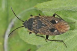 Graptopeltus lynceus