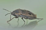 Graptopeltus lynceus