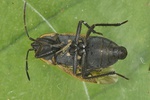 Graptopeltus lynceus