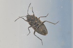 Graptopeltus lynceus