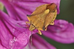 Carpocoris fuscispinus