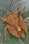 Carpocoris fuscispinus