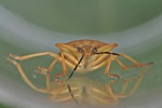 Carpocoris fuscispinus