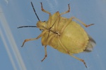 Carpocoris fuscispinus