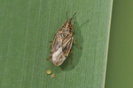 Chilacis typhae