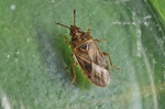 Chilacis typhae