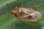 Chilacis typhae