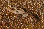 Chilacis typhae