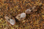 Chilacis typhae
