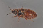 Chilacis typhae