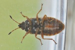 Chilacis typhae