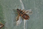 Chilacis typhae