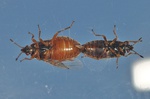 Chilacis typhae