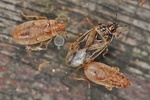 Chilacis typhae Larve