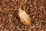 Chilacis typhae Larve
