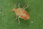 Chilacis typhae Larve