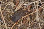 Ceraleptus gracilicornis