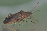 Ceraleptus gracilicornis