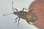 Ceraleptus gracilicornis