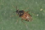 Deraeocoris punctulatus