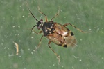 Deraeocoris punctulatus