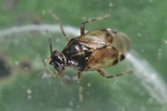 Deraeocoris punctulatus