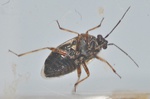 Deraeocoris punctulatus