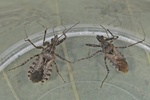 Coranus subapterus