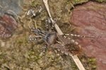Coranus subapterus