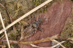 Coranus subapterus
