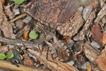 Coranus subapterus