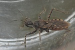 Coranus subapterus