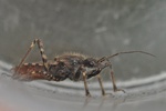 Coranus subapterus