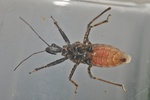 Coranus subapterus